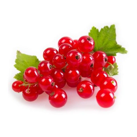 Groseilles rouges 500gr (10)