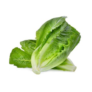 Laitue Romaine 2pcs (8)