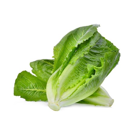 Laitue Romaine 2pcs (8)