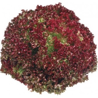 Lollo rouge (8)