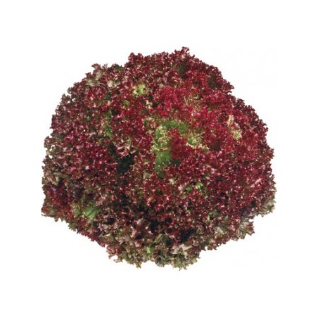 Lollo rouge (8)