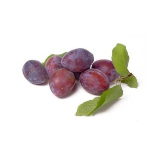 Prune President (9)