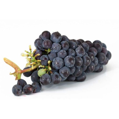 Raisin noir Muscat (6.5)
