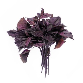 Shiso Pourpre (16)