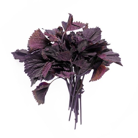 Shiso Pourpre (16)