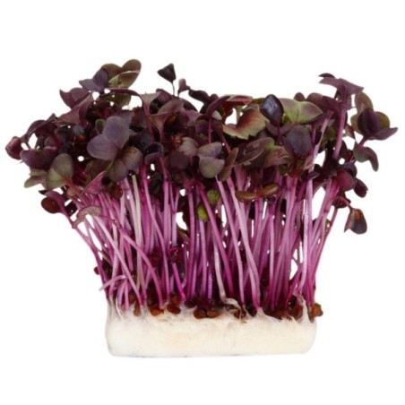 Shiso sakura cress mixte(18)