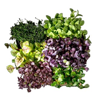 Shiso mixte (16)