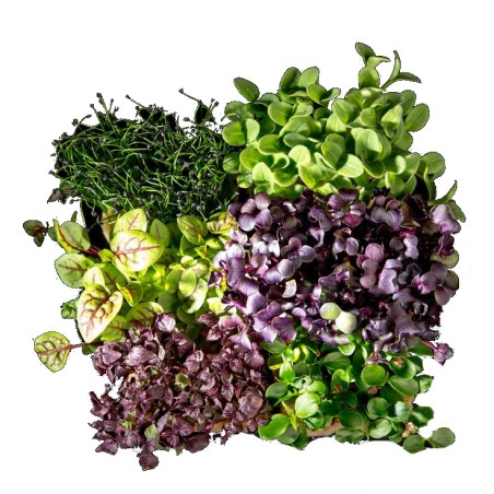 Shiso mixte (16)