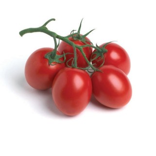 Tomate grappe prunella (5)