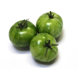Tomate verte green zebra (5)