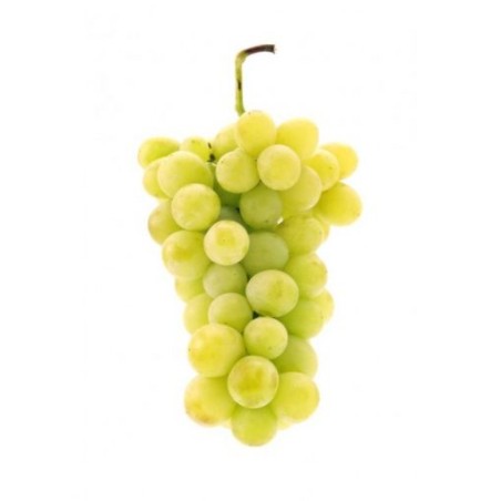 Raisin blanc italie (7)