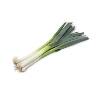 Poireau botte (12)