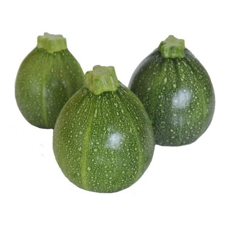 Courgette ronde (14)