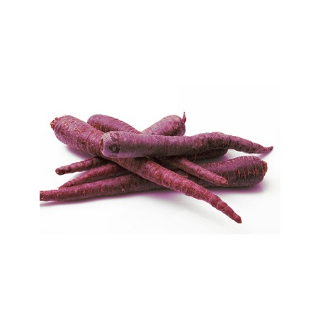Carotte violette (5)
