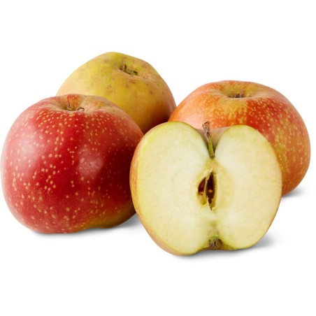 Pomme Boscoop (15)
