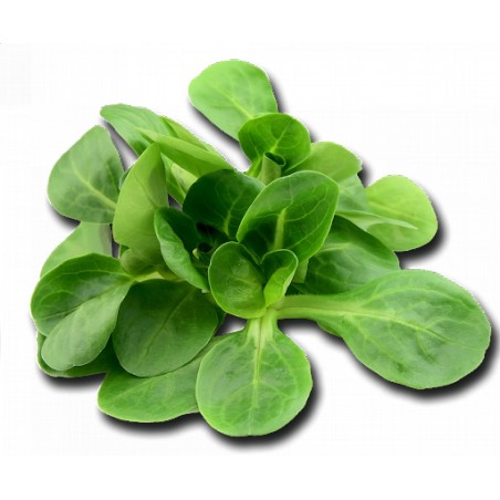 Salade de blé nettoyée 250gr (V)