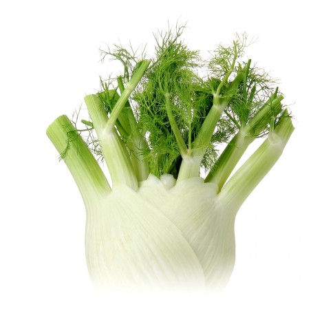 Fenouil (5kg)