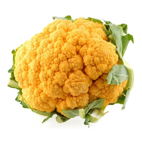 Chou fleur orange (6)