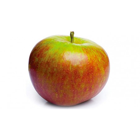 Pomme Cox (11)