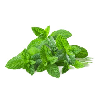 Menthe ravier 20g