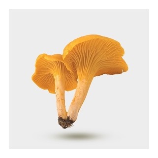 Champignon chanterelle grise (3)