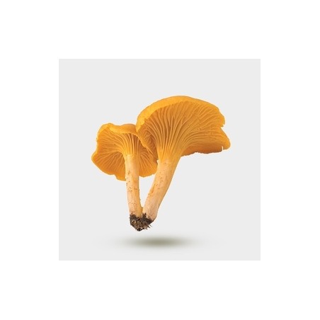 Champignon chanterelle grise (3)