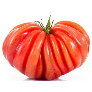Tomate coeur de boeuf (3)