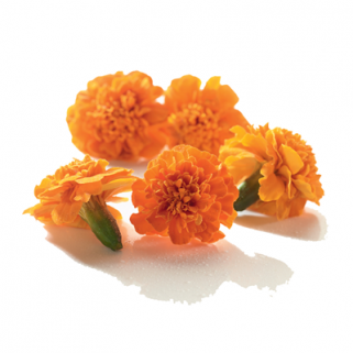 Fleurs tagette comestibles