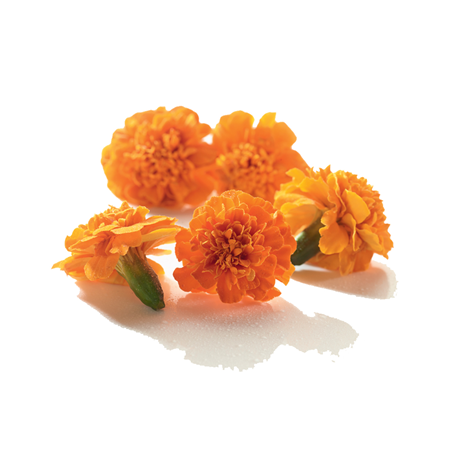 Fleurs tagette comestibles