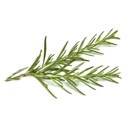 Romarin ravier 20g